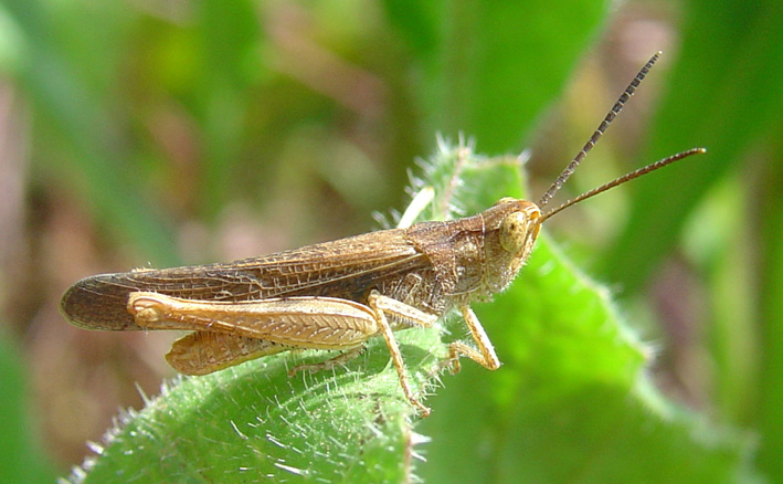 Chorthippus (Glyptobothrus) brunneus